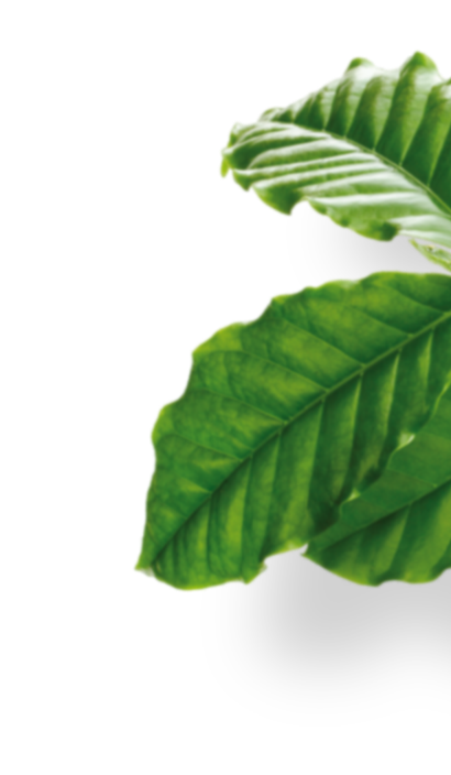 sustainability leaf